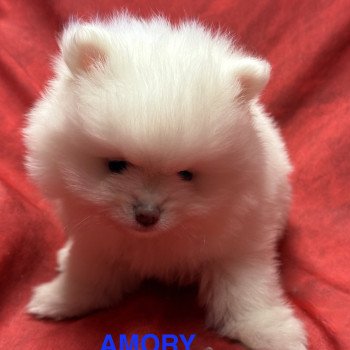 AMORY spitz nain blanc Poméranian à reserver Mâle Spitz allemand