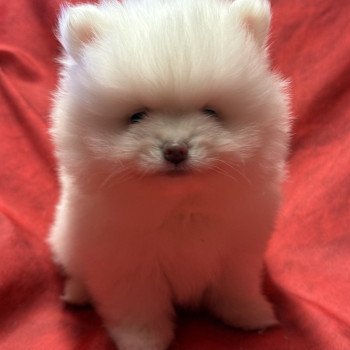 AMORY spitz nain blanc Poméranian Mâle Spitz allemand