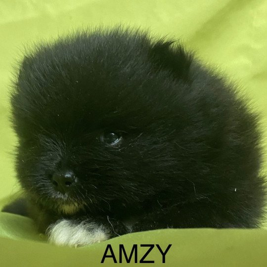 chiot Spitz allemand AMZY spitz nain à réserver Domaine de la Chantelaie  