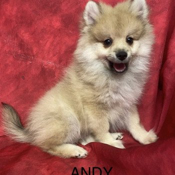ANDY spitz Mâle Spitz allemand