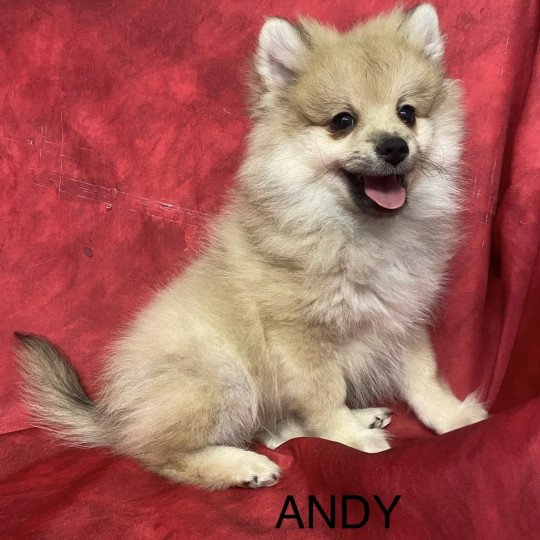chiot Spitz allemand ANDY spitz Domaine de la Chantelaie  