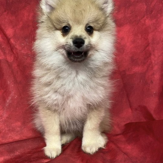 chiot Spitz allemand ANDY spitz Domaine de la Chantelaie  