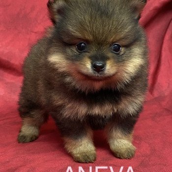 ANEVA spitz nain Femelle Spitz allemand