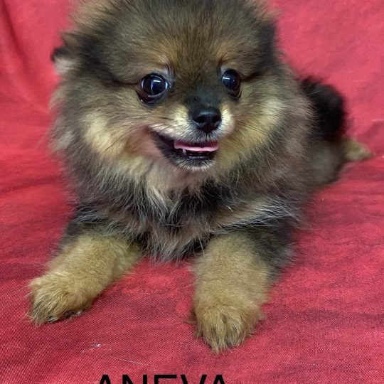 chiot Spitz allemand ANEVA spitz nain Domaine de la Chantelaie  