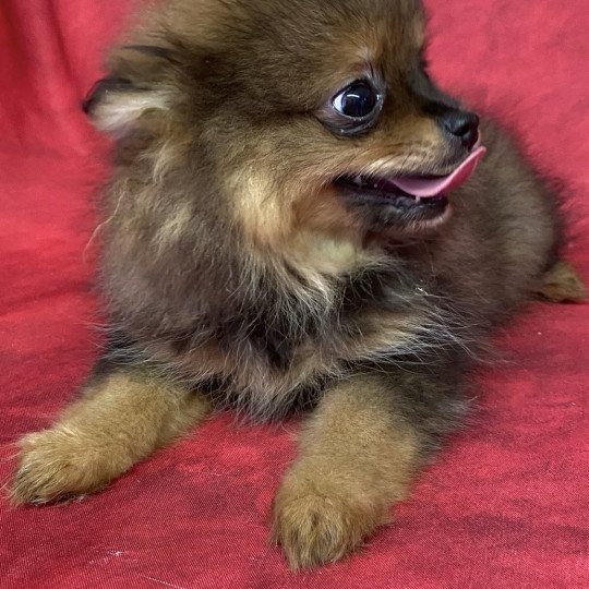 chiot Spitz allemand ANEVA spitz nain Domaine de la Chantelaie  