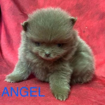 ANGEL Spitz Nain à réserver Mâle Spitz allemand