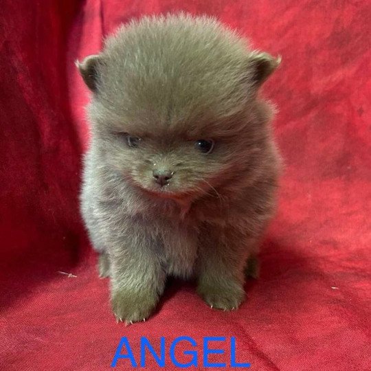 chiot Spitz allemand ANGEL Spitz à réserver Domaine de la Chantelaie  