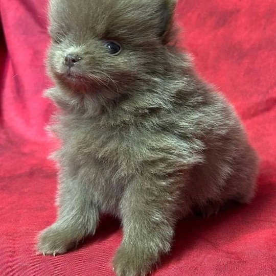 chiot Spitz allemand ANGEL Spitz à réserver Domaine de la Chantelaie  