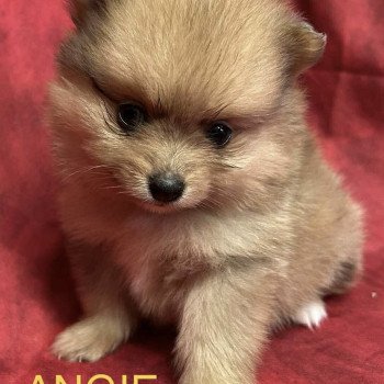 ANGIE spitz nain Femelle Spitz allemand