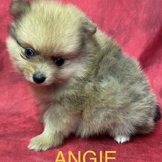 chiot Spitz allemand ANGIE spitz nain Domaine de la Chantelaie  