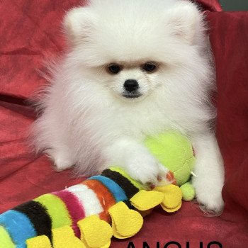ANGUS spitz nain poméranien Mâle Spitz allemand