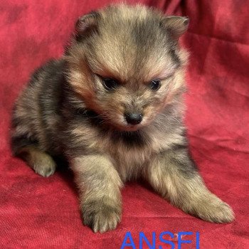 ANSEL spitz Mâle Spitz allemand