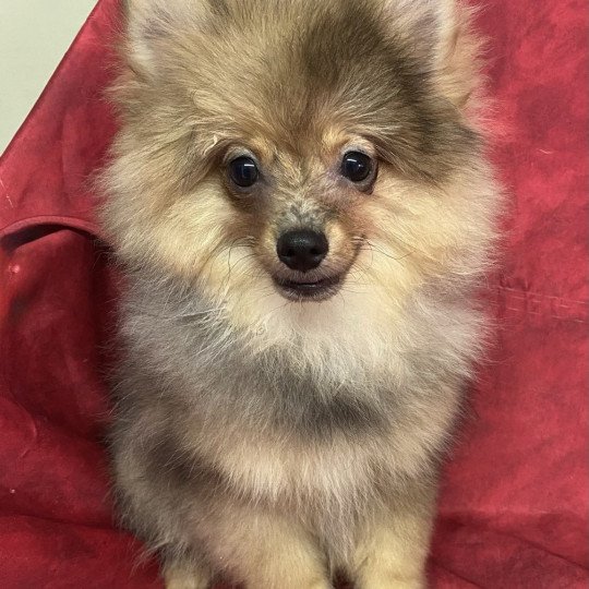 chiot Spitz allemand ANSEL spitz Domaine de la Chantelaie  