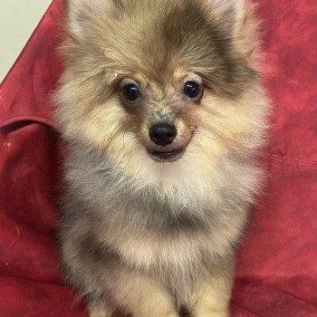 ANSEL spitz Mâle Spitz allemand