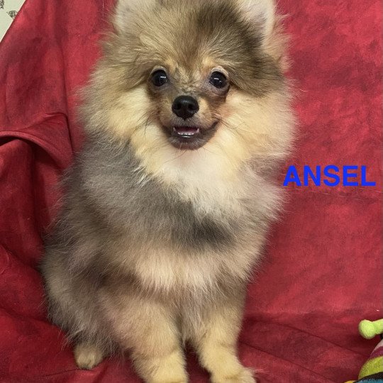 chiot Spitz allemand ANSEL spitz Domaine de la Chantelaie  