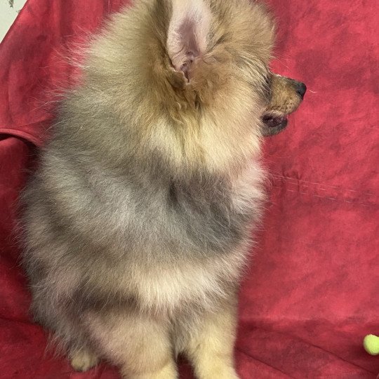chiot Spitz allemand ANSEL spitz Domaine de la Chantelaie  