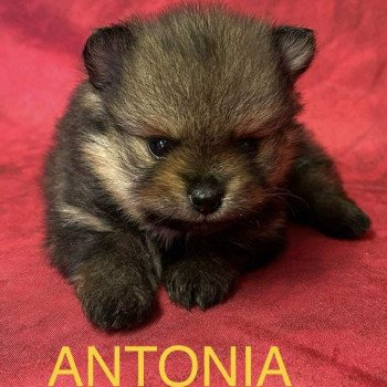 ANTONIA spitz nain Femelle Spitz allemand