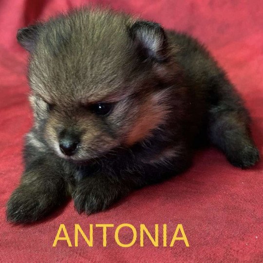 chiot Spitz allemand ANTONIA spitz nain Domaine de la Chantelaie  