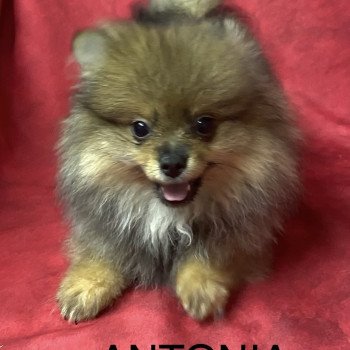 ANTONIA spitz nain Femelle Spitz allemand