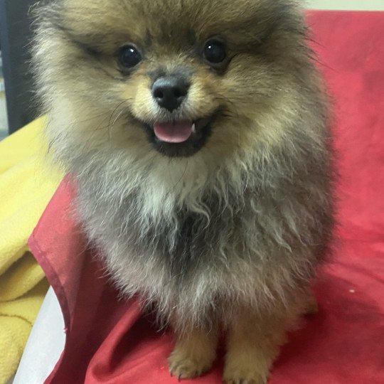 chiot Spitz allemand ANTONIA spitz nain Domaine de la Chantelaie  