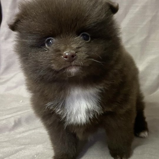 chiot Spitz allemand APIE spitz à réserver Domaine de la Chantelaie  