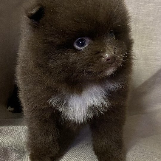 chiot Spitz allemand APIE spitz à réserver Domaine de la Chantelaie  