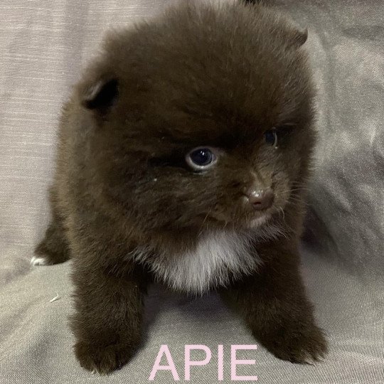 chiot Spitz allemand APIE spitz à réserver Domaine de la Chantelaie  