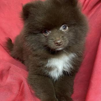 APIE spitz naine Femelle Spitz allemand