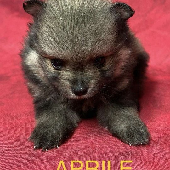 chiot Spitz allemand APRILE spitz nain Domaine de la Chantelaie  
