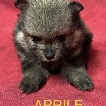 APRILE spitz nain Femelle Spitz allemand