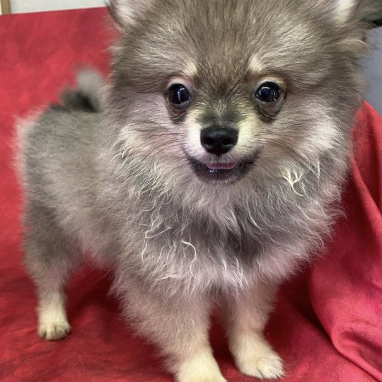 chiot Spitz allemand APRILE spitz nain Domaine de la Chantelaie  