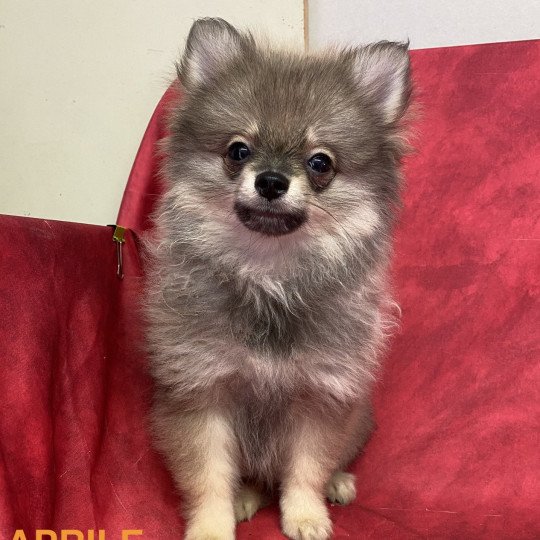 chiot Spitz allemand APRILE spitz nain Domaine de la Chantelaie  