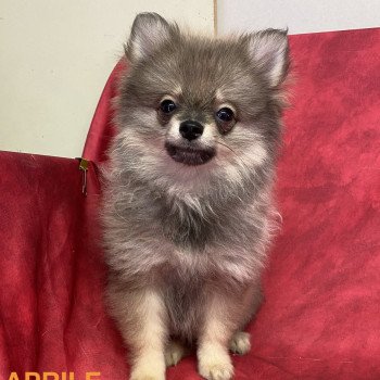 APRILE spitz nain Femelle Spitz allemand