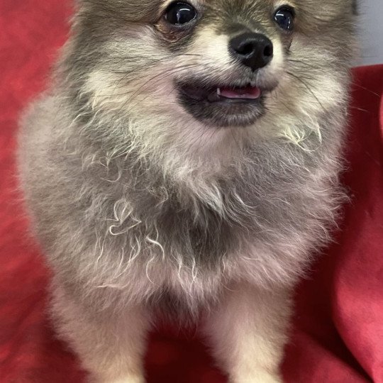 chiot Spitz allemand APRILE spitz nain Domaine de la Chantelaie  