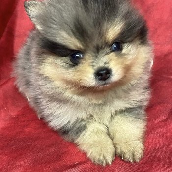 AQUINE spitz à réserver Femelle Spitz allemand