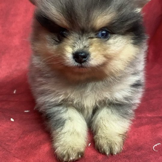 chiot Spitz allemand AQUINE spitz à réserver Domaine de la Chantelaie  
