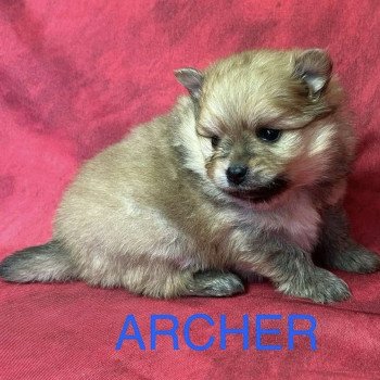 ARCHER Spitz nain Mâle Spitz allemand