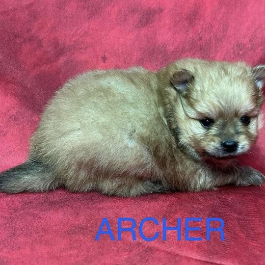 chiot Spitz allemand ARCHER Spitz à réserver Domaine de la Chantelaie  