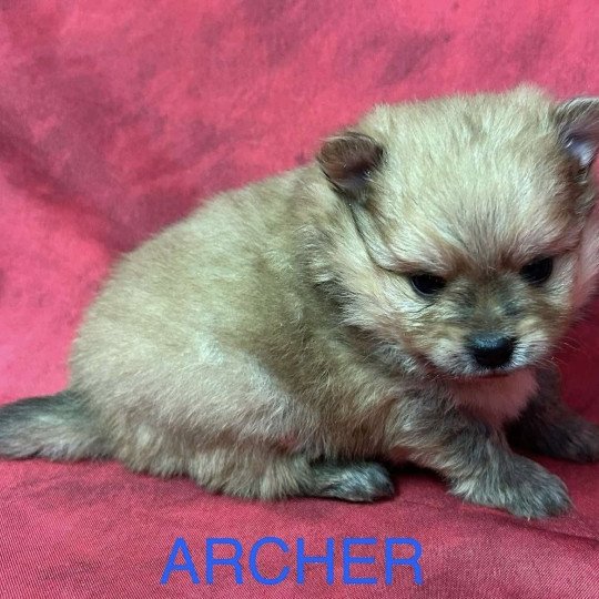 chiot Spitz allemand ARCHER Spitz à réserver Domaine de la Chantelaie  