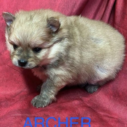 chiot Spitz allemand ARCHER Spitz à réserver Domaine de la Chantelaie  