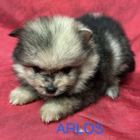 chiot Spitz allemand ARLOS spitz nain Domaine de la Chantelaie  