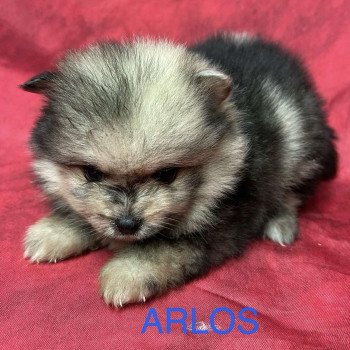ARLOS spitz nain Mâle Spitz allemand