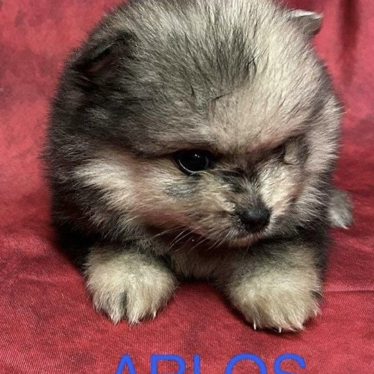 chiot Spitz allemand ARLOS spitz nain Domaine de la Chantelaie  