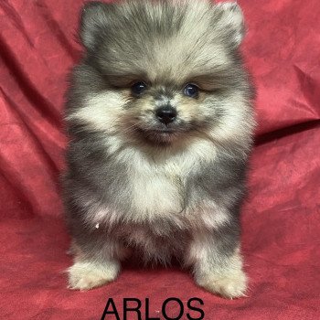ARLOS spitz nain Mâle Spitz allemand