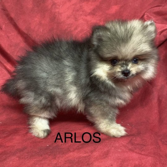chiot Spitz allemand ARLOS spitz nain Domaine de la Chantelaie  