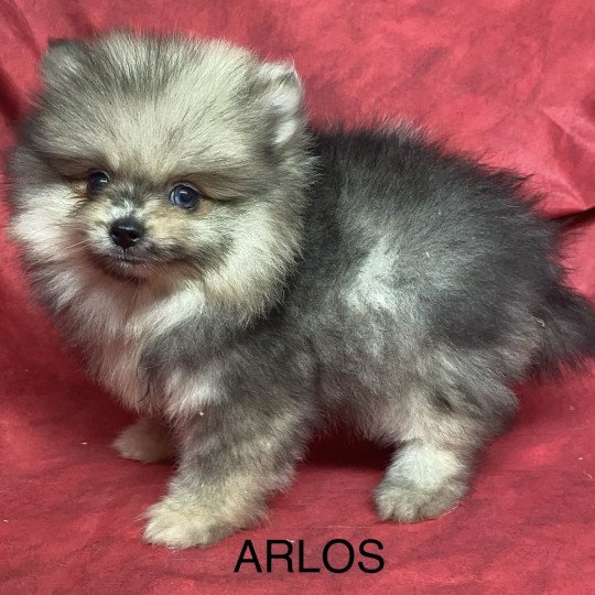 chiot Spitz allemand ARLOS spitz nain Domaine de la Chantelaie  