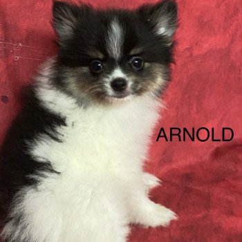 ARNOLD spitz nain Mâle Spitz allemand