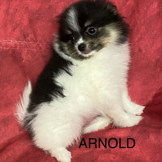 chiot Spitz allemand ARNOLD spitz nain Domaine de la Chantelaie  