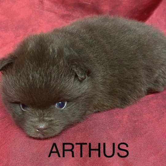 chiot Spitz allemand ARTHUS spitz à réserver Domaine de la Chantelaie  