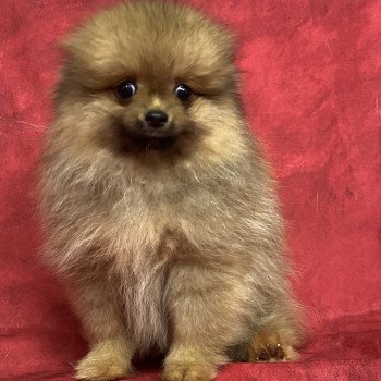 ARTHUS spitz nain Mâle Spitz allemand